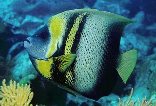 POMACANTHUS ZONIPECTUS